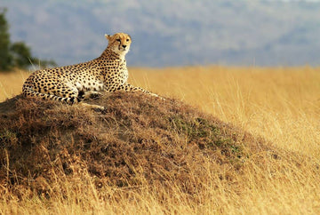 TV Show Promoting Wildlife Conservation Among Nigerians Premieres
