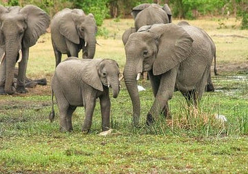 Outrage as Botswana Authorises Killing of 23 Elephants for Independence Day Celebrations